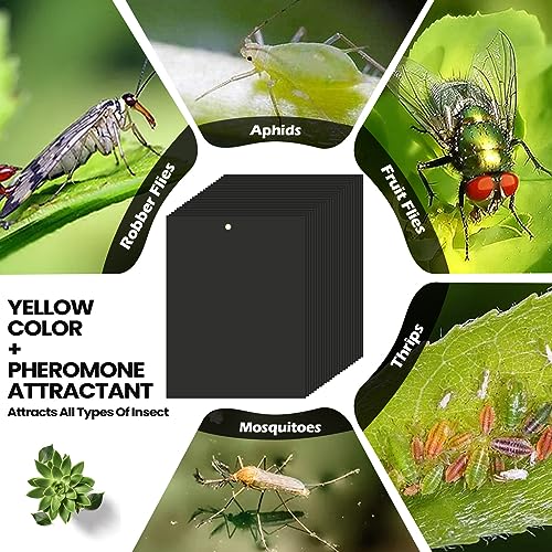 Qualirey 100 Pcs 6x8 Inch Black Sticky Traps for Gnats - color: Black