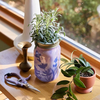 Modern Sprout Mason Garden Jar-Self-Watering Hydroponics Kit-Basil+Lavender - color: Basil + Lavender, size: Garden Jars