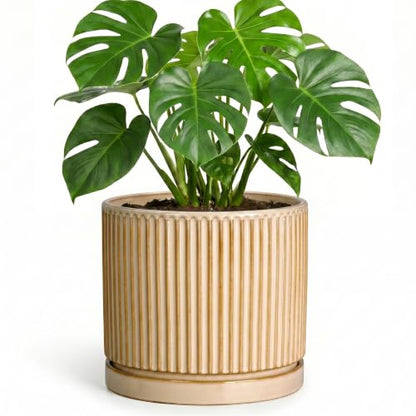 8 Inch Flower Pot, Ceramic Planters, Round Plant Pot, Beige - color: Beige, size: 8 Inch
