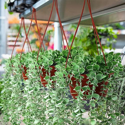 Tioncy 50 Pcs Plastic Hanging Baskets Planter Hanging Pot, Coffee, 6.7inch - color: Coffee, size: 6.7inch