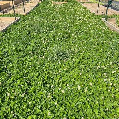 Mountain Valley Seed Co Micro Clover Seed for Lawn - 25 Lb Bulk - size: 25 Lb