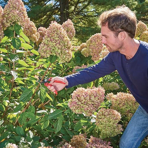 Craftsman 3/4-in. Manual Bypass Pruner for Cutting, Trimming Branches, Shaping Rose Bushes
