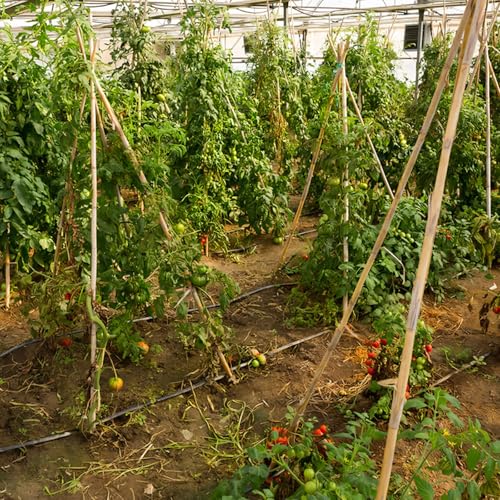 Plant Stakes, 4FT Natural Bamboo Garden Stakes, 25Pcs Bamboo Plant Stakes,Bamboo Sticks for Tomato,Beans,Vegetable and Climbing Plants - size: 4 Ft, 25 Pack