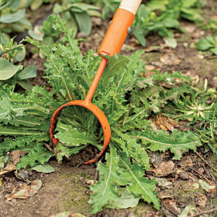 A.M. Leonard Hoop Hoe (4-Inch Diameter Head with 60-Inch Hardwood Handle)