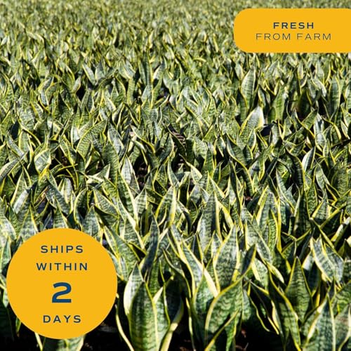 Costa Farms Sansevieria Grower's Choice Snake Live Indoor Plant, 12-Inches Tall, Grower Pot - style: Snake Plant, Medium (12-20 Inches Tall), in Grow Pot