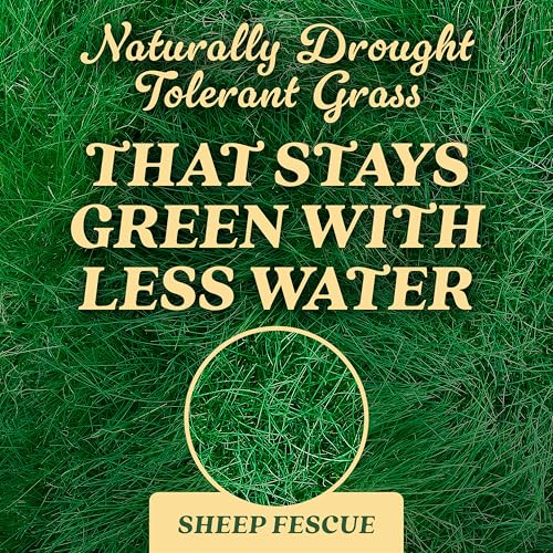 O.M. Scott & Sons Sheep Fescue Seed, 0.9 lb. - color: Sheep Fescue, size: 1 Pack
