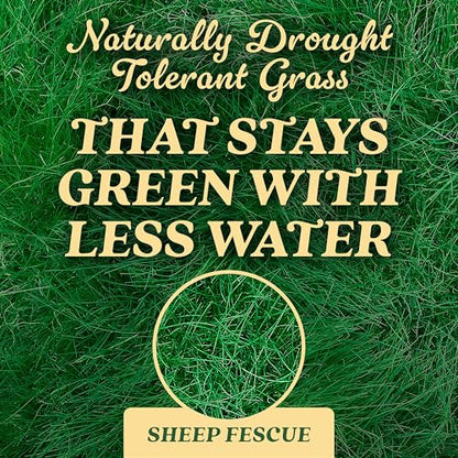 O.M. Scott & Sons Sheep Fescue Seed, 0.9 lb. - color: Sheep Fescue, size: 1 Pack