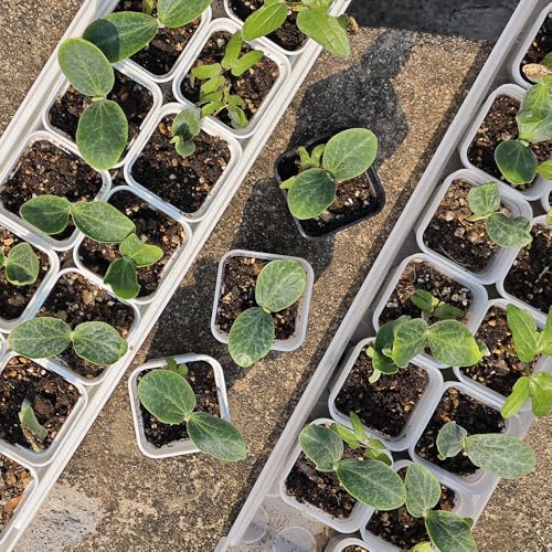 200 Pack 1.95 Inch Tiny Black Plastic Square Nursery and Seedling Pot, Mini Transplant Seed Starter Planter with Drain Hole for Germination, Herb, Succulent - color: Black, size: 1.95 inch