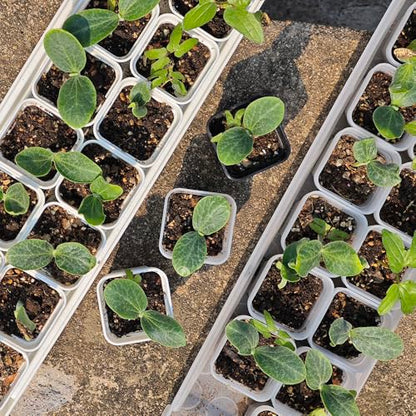 200 Pack 1.95 Inch Tiny Black Plastic Square Nursery and Seedling Pot, Mini Transplant Seed Starter Planter with Drain Hole for Germination, Herb, Succulent - color: Black, size: 1.95 inch
