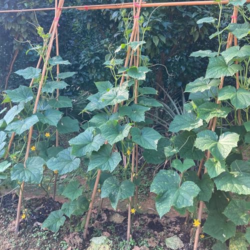 Bamboo Stakes,4.8FT Natural Bamboo Garden Stakes,BOVITRO 20Pcs Plant Stakes - size: 57.6 Inches, Pack of 20
