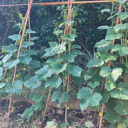 Bamboo Stakes,4.8FT Natural Bamboo Garden Stakes,BOVITRO 20Pcs Plant Stakes - size: 57.6 Inches, Pack of 20