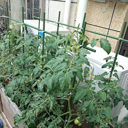 6Ft 72inch Garden Stakes Sturdy Plant Sticks Support Tomato Stakes for Vegetable,Pack of 20 - size: 6Ft-20 Pcs