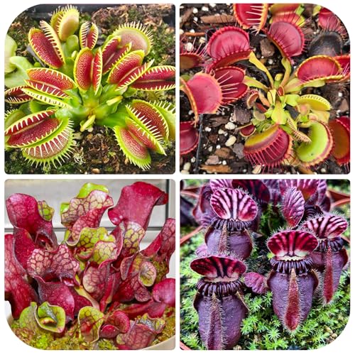 120+ Exotic Nepenthes Seeds for Planting - Rare Tropical Species