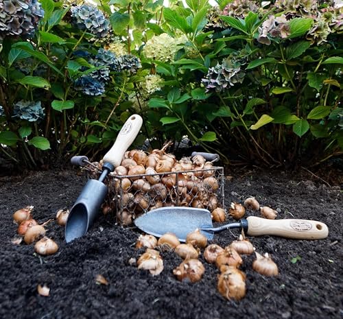 DeWit Crocus Bulb Planter – Hand Tool for Easy Small Bulb Planting, Tempered Boron Steel with Ash Hardwood Handle