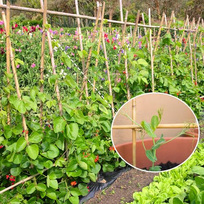 GAGINANG Natural Bamboo Garden Stakes, 4FT Trellis Plant Support 25Pcs - size: 4Ft,Pack of 25