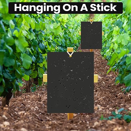 Qualirey 100 Pcs 6x8 Inch Black Sticky Traps for Gnats - color: Black