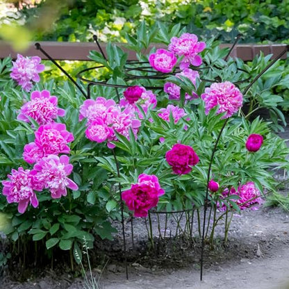 2 Pack Large Peony Cages and Supports, 38" H x 19" D Tall Heavy Duty 5mm Black Metal Garden Stakes for Outdoor & Indoor Plants, Sturdy Rust-Resistant Frame for Peonies Roses Flowers - size: 2 Pack