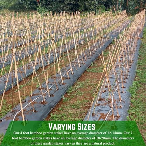 Farm Plastic Supply - Bamboo Garden Stakes - Bambo Sticks, Bamboo Plant Stakes for Outdoor Plants, Plant Support Stakes for Indoor Plants (4 Foot - 25 Pack) - size: 4 Foot - 25 Pack