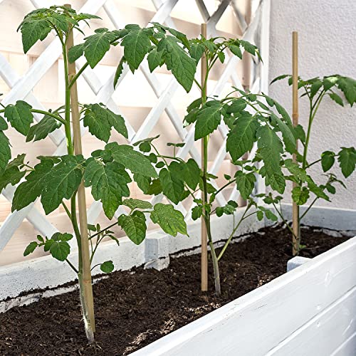 Plant Stakes,12IN Natural Garden Bamboo Sticks, 20Pcs Plant Support Stakes - size: 12 Inches, Pack of 20