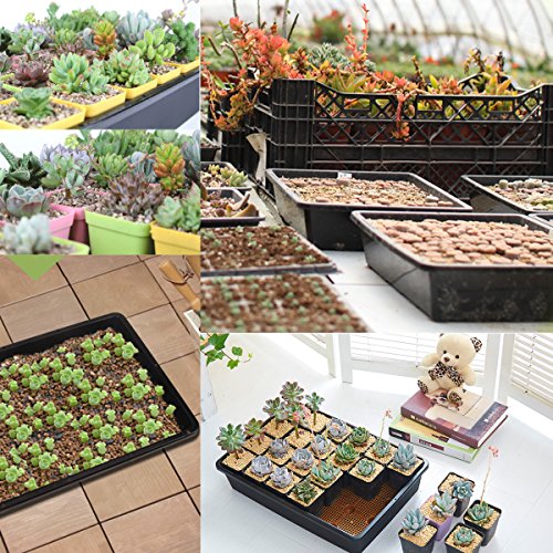 eZAKKA 14.6" x 11.8" Seed Starter Tray Kit with Dome, 20 Cells, White - color: White Pots