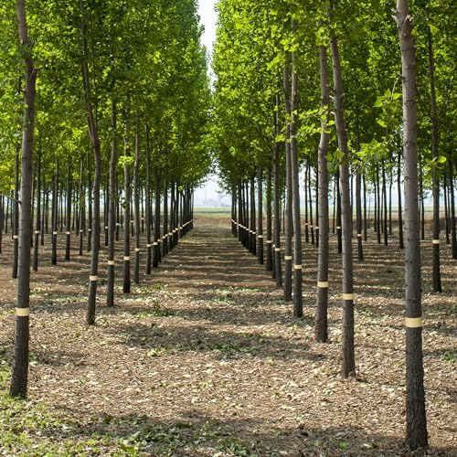 165 Ft x 2 Inch Tree Insect Barrier Tape, Cicada Tree Wrap Protection Tapes