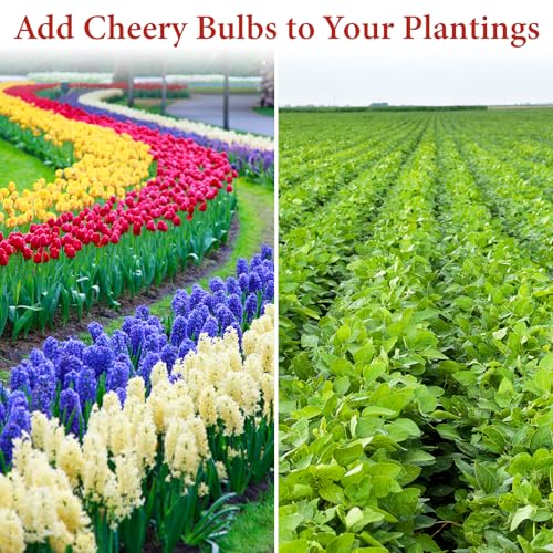 Bulb Planter Tool, 33.5" Long Handle Sod Plugger for Standing Planting, 2"/4"/6" Adjustable Depth Garden Hole Digger, Heavy Duty Auto Eject Lawn Plugger for Flower Bulbs,Grass Plugs,Seedlings