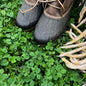 Mountain Valley Seed Co Micro Clover Seed for Lawn 4 Oz ~100,000 - size: 4 Oz