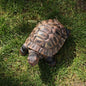 Turtle Statue, Resin Garden Sculpture Indoor/Outdoor Yard Lawn Ornament,Home Decor (Medium) - size: Medium