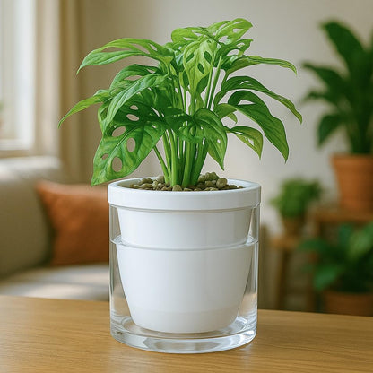 D'vine Dev Self-Watering White Terracotta Planter, 6 in, 2-Pack, 37-Y-B-2 - color: White, size: 6 Inch