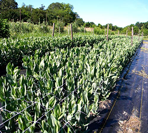 Tenax 100521791 084064 Hortonova Sm Plant Trellis Net, 36" X 328' White - size: 36" x 328'