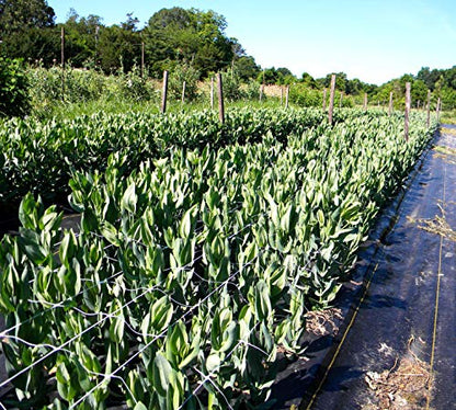 Tenax 100521791 084064 Hortonova Sm Plant Trellis Net, 36" X 328' White - size: 36" x 328'
