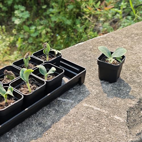 200 Pack 1.95 Inch Tiny Black Plastic Square Nursery and Seedling Pot, Mini Transplant Seed Starter Planter with Drain Hole for Germination, Herb, Succulent - color: Black, size: 1.95 inch
