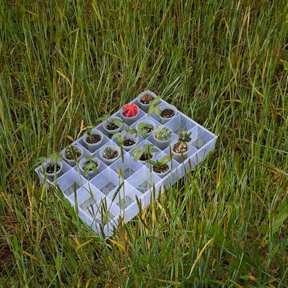 300 Pack 1.80 Inch Tiny Clear Plastic Nursery and Seedling Pot, Mini Transplant Seed Starter Planter with Drain Hole for Germination, Herb, Succulent