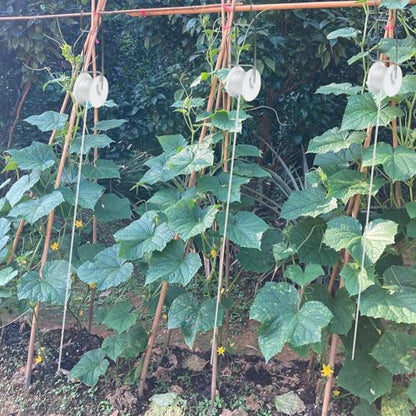 Tomato Support Hooks with String 20 Pcs,100 Pcs Plant Support Clips for Climbing Plants,Tomato Trellis Roller Hooks with 49.2FT String,Reusable Grape Vine Clips to Prevent Tomatoes - size: 20Pcs Tomato Rollerhook+100 Pcs Plastic Plant Clip