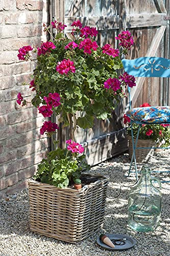 Blumat Classic XL Self-Water Stakes for Indoor Plants - 6 Pack - for Indoor - size: 6 Pack