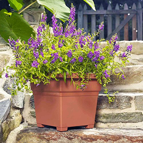 Root & Vessel Countryside Square Planter, Terra Cotta, 18-Inch - color: Terra, size: 18-Inch