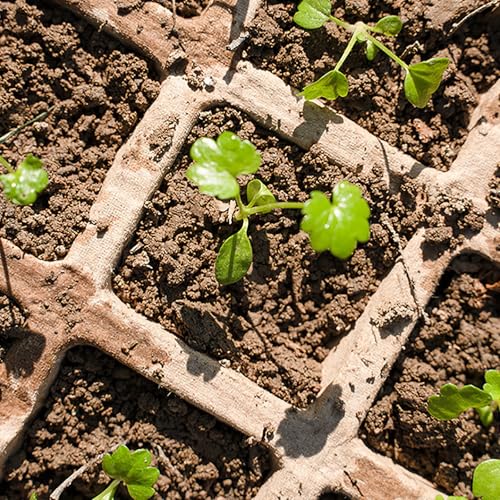Delphinus 12 Packs Seedling Starter Trays, 144 Cells
