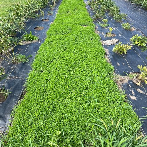 Mountain Valley Seed Co Micro Clover Seed for Lawn 1 Oz ~25,000 Microclover - size: 1 Oz Packet