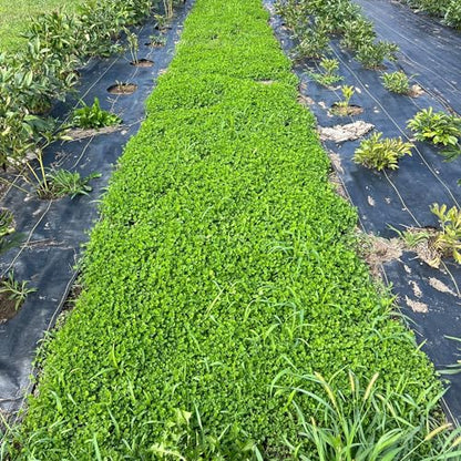 Mountain Valley Seed Co Micro Clover Seed for Lawn 1 Oz ~25,000 Microclover - size: 1 Oz Packet
