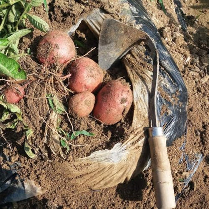 Easy Digger Korean Triangle Blade Ho Mi Ho-mi, Gardening Tool for Leveling, Home and Gardening Tool, HOMI
