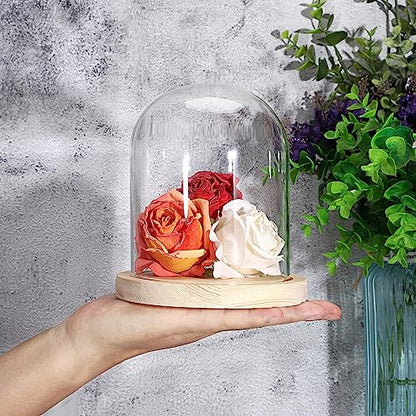 JUXYES 4.5x6 Inch Clear Glass Display Dome Cloche with Maple Wood Base