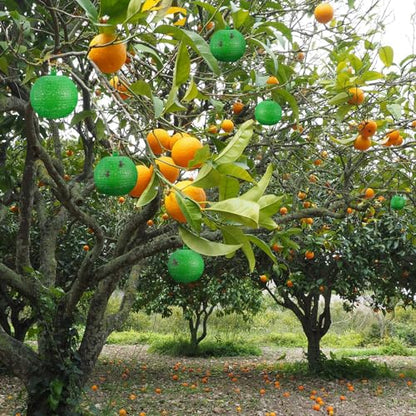 Qualirey 10 Pcs Sticky Fruit Fly Trap Ball Adhesive Fly Catching Ball Sticky Glue Fly Gnat Wasp Hornet Mosquito Bugs Flying Insects Trap Ball Traps (Green) - color: Green, size: Flat Top