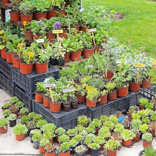 Delxo 4 Inch Nursery Pots 100 Pack Plastic Small Seed Starter Pot Red