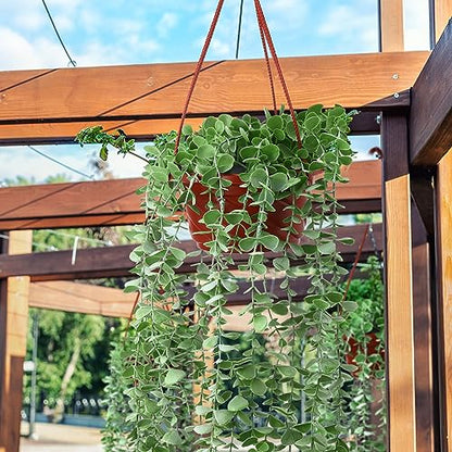 Tioncy 50 Pcs Plastic Hanging Baskets Planter Hanging Pot, Coffee, 6.7inch - color: Coffee, size: 6.7inch