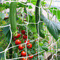 Trellis Netting, CANAGROW Heavy-Duty Garden Plant Trellis Netting for Climbing Plants, Outdoor Indoor Grow Net for Beans Tomatoes Peas Pumpkin Flowers, 6x30ft, 1 Pack - size: 6'x30'