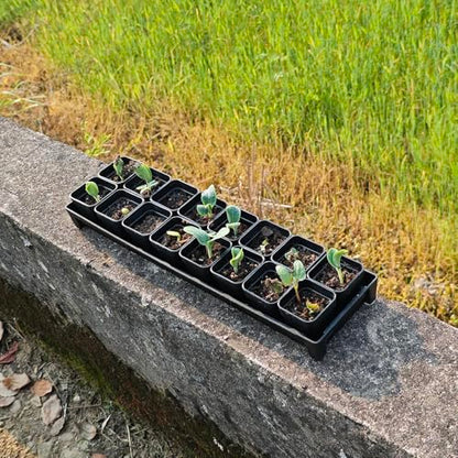 200 Pack 1.95 Inch Tiny Black Plastic Square Nursery and Seedling Pot, Mini Transplant Seed Starter Planter with Drain Hole for Germination, Herb, Succulent - color: Black, size: 1.95 inch