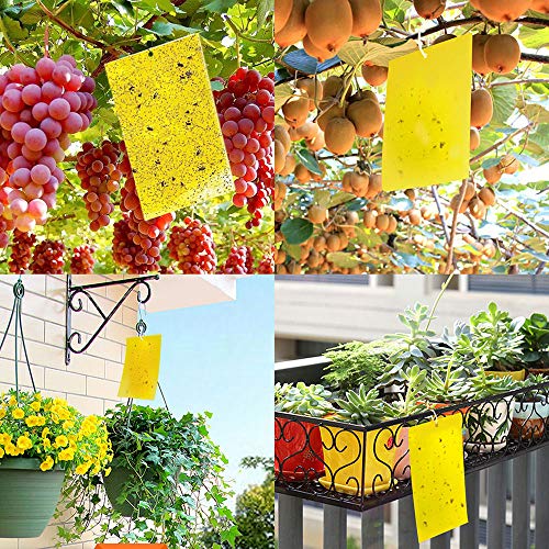 Kensizer 10-Pack Fruit Fly Trap, Yellow Sticky Gnat Trap, 6x8 in - size: 10-Pack