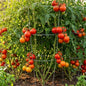 Tomato Cages for Garden up to 33in, Plant Support Trellis