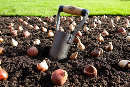 DeWit British Bulb Planter – Heavy-Duty Garden Bulb Planting Tool with Boron Steel Head & Ash Hardwood Handle - style: Short Handle