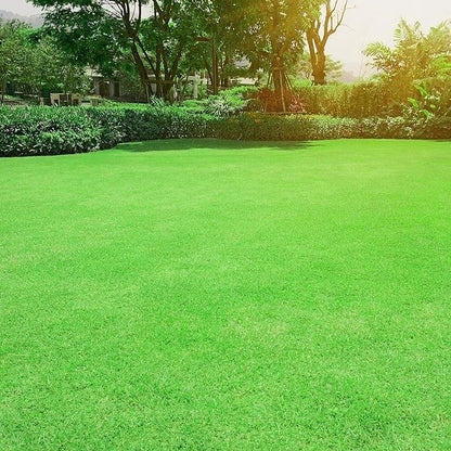Outsidepride Oasis Bermuda Grass Seed - 25 lbs Warm Season, High Traffic, Heat Resistant, Drought-Tolerant, Low-Maintenance, Fast Growing Turf Grass for Lawn, Ideal for Sunny Areas, Thick Coverage - size: 25 lb.